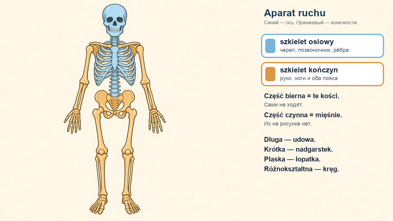 Aparat ruchu: bierna i czynna, szkielet osiowy i kończyn, cztery kształty kości