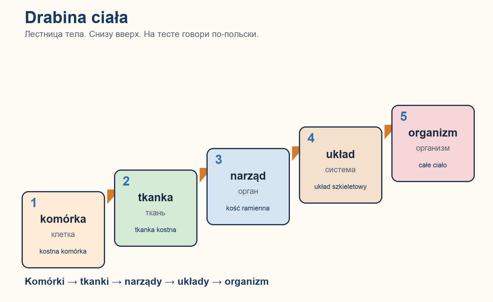 Drabina: komórka, tkanka, narząd, układ, organizm