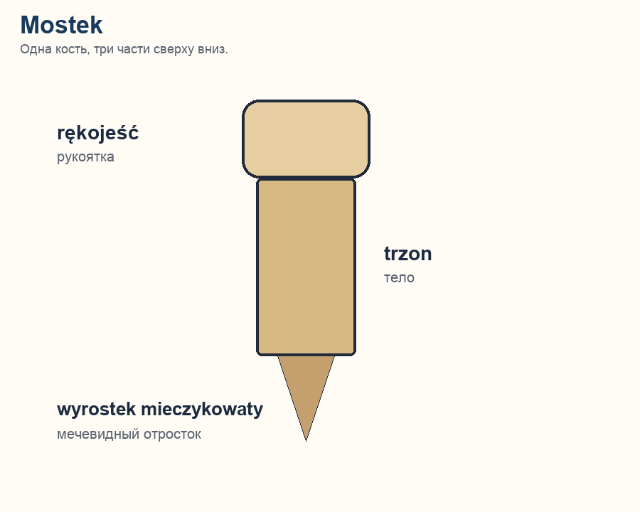 Mostek: rękojeść, trzon, wyrostek mieczykowaty
