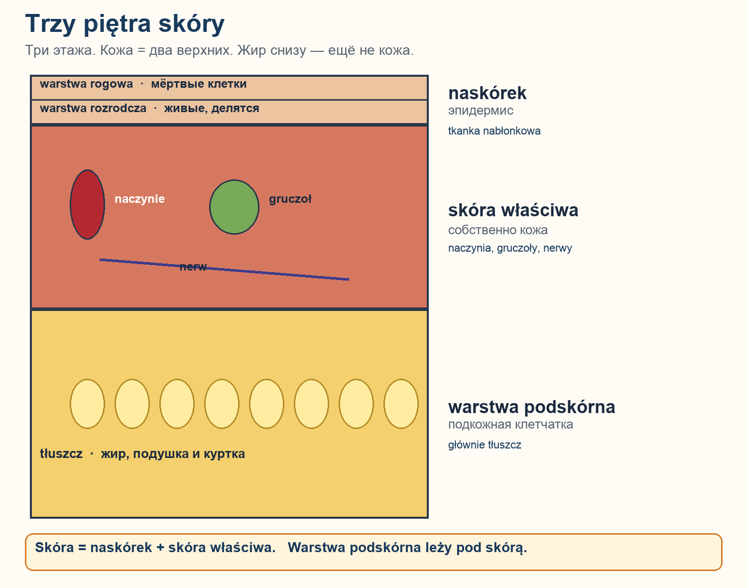 Trzy piętra skóry: naskórek, skóra właściwa, warstwa podskórna