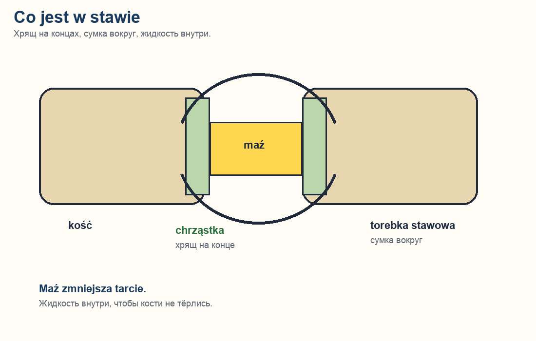 Staw: chrząstka, maź, torebka