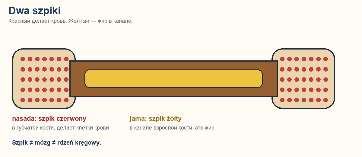 Szpik czerwony w nasadach, szpik żółty w jamie