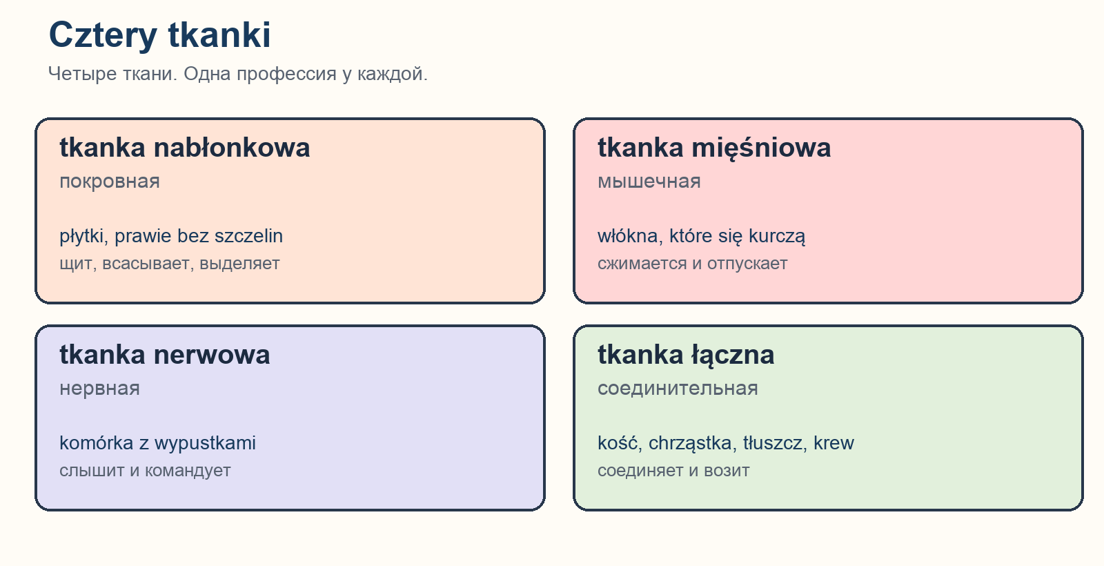 Cztery tkanki: nabłonkowa, mięśniowa, nerwowa, łączna